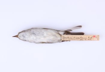 Media type: image;   Ornithology 293556 Description: Dendroica pensylvanica;  Aspect: ventral
